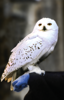 Hedwig — Harry Potter artwork