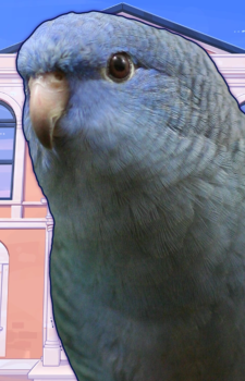 Kenzaburou Urushihara — Hatoful Boyfriend card artwork
