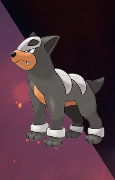 Houndour — Pokemon card artwork