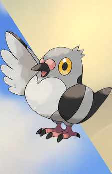 Pidove — Pokemon card artwork
