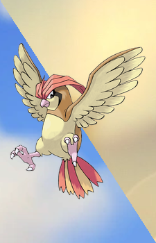 Pidgeotto — Pokemon card artwork